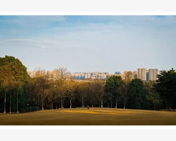 大枣泡水：止咳化痰的天然良方